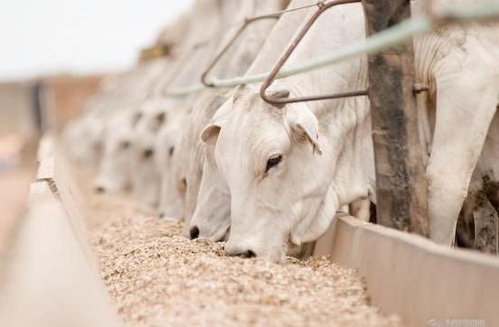 suplementação bovina